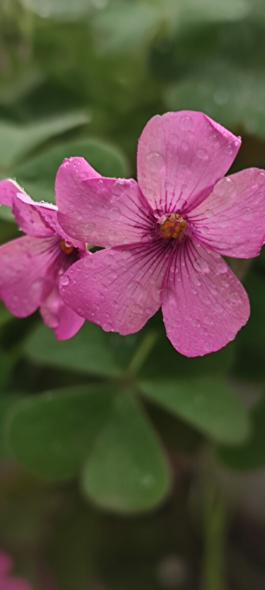 1629549979518441.jpg 1629549979518441.jpg