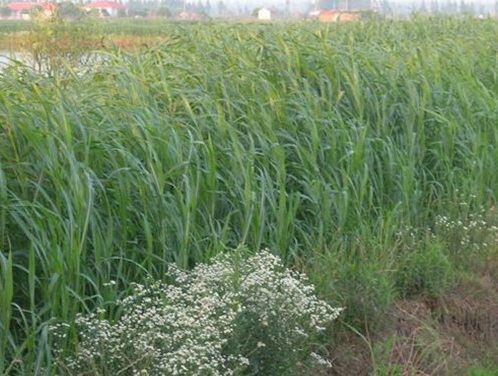 1629550169626770.jpg image.jpg