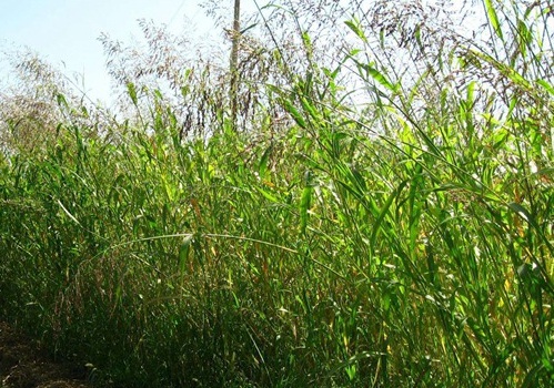 1629550178860091.jpg image.jpg