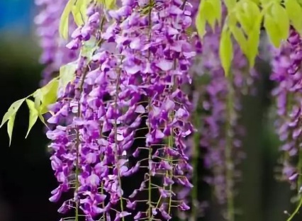 1629550845374900.jpg image.jpg