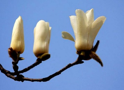 1629551159137835.jpg image.jpg