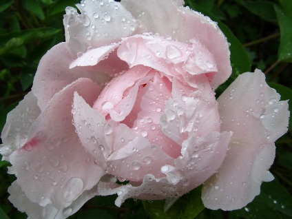 1629551595790473.jpg image.jpg