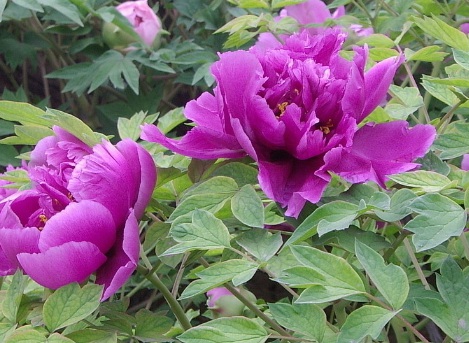 1629551610977040.jpg image.jpg