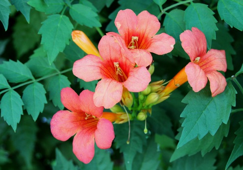 1629551714831855.jpg image.jpg