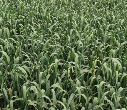 1629551862108294.jpg image.jpg