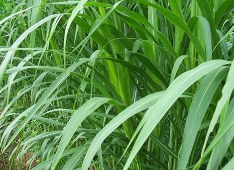 1629552228876156.jpg image.jpg