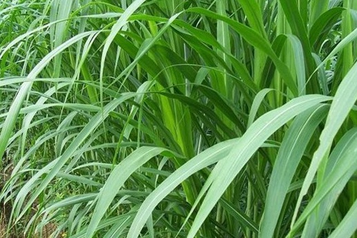 1629552343144645.jpg image.jpg