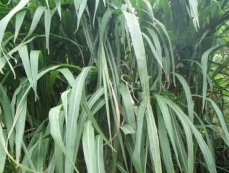 1629552356433785.jpg image.jpg