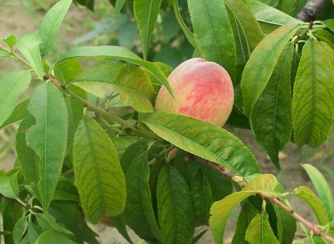 1629552621919898.jpg image.jpg