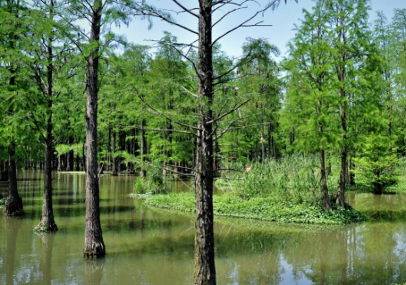 1629552696906696.jpg image.jpg