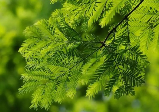 1629552717776801.jpg image.jpg