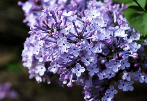 1629553133804980.jpg image.jpg