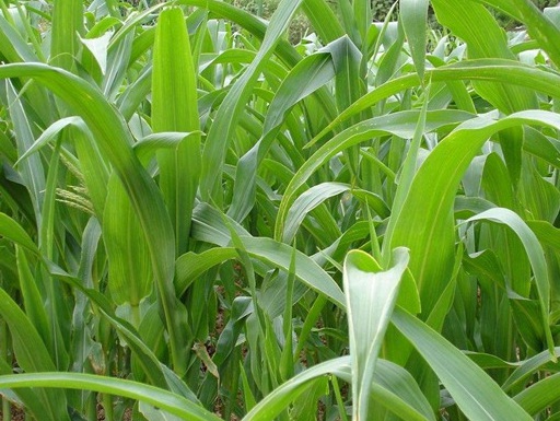 1629553198497691.jpg image.jpg