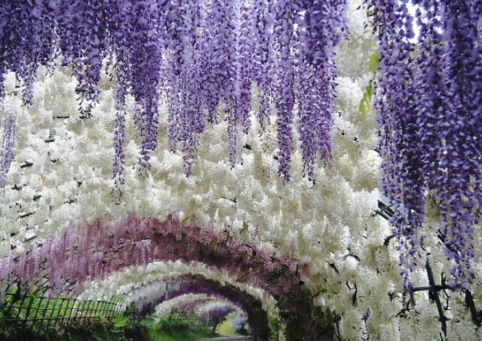 1629557479123825.jpg 紫藤花三三.jpg