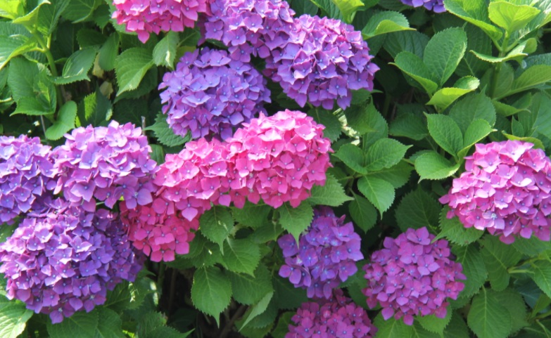 1629559310928753.jpg 繡球花2.jpg