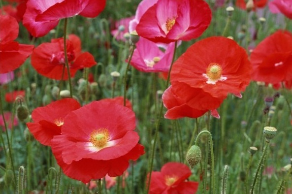 1629601804463462.jpg 5.jpg