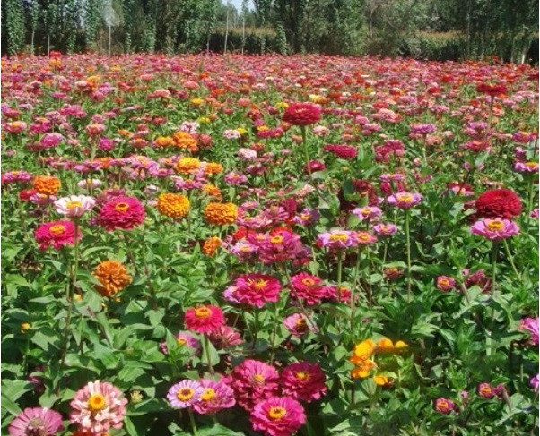 1629609659834208.jpg S$WEE@X%VDJ19_TXJ4LEY6K.jpg