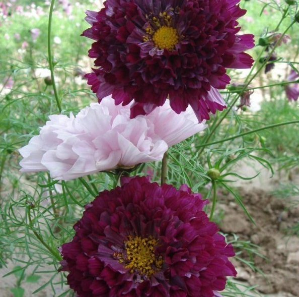 1629609869141634.jpg XPP(Q(YDY~F6KB_VY83HZ3F.jpg