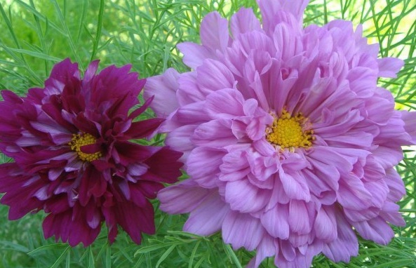 1629611643744200.jpg N~W{M7S50TVLCU$9~438ER0.jpg