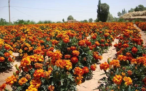 1629613347208876.jpg `5OYC{P}V[RU$`7TVD%)3WT.jpg