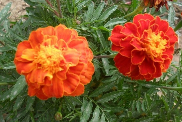 1629613359268376.jpg IDQE2~T_PZ20B4)[69FE3TX.jpg