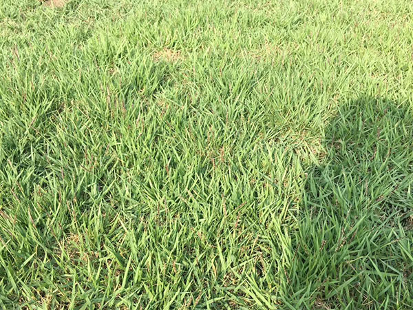 結(jié)縷草草坪圖片