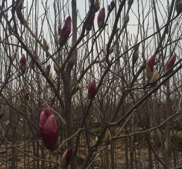 1629619038772494.jpg M2A8)X~O[W)`)K5Y6(L)_W1.jpg