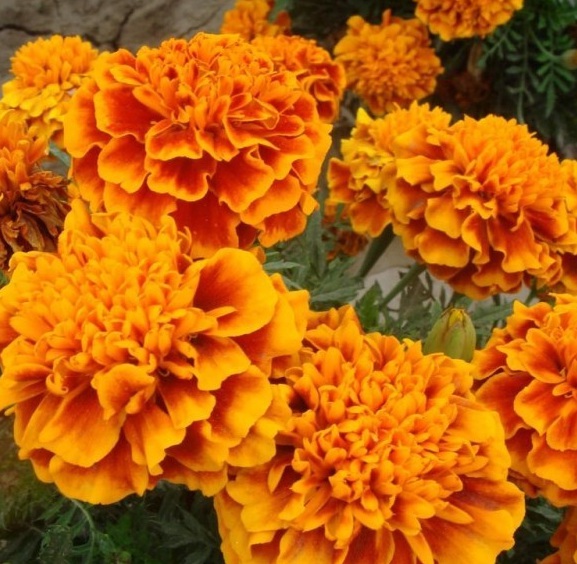 1629619941235421.jpg G964CFSWP)S8SBJ[AIB399A.jpg