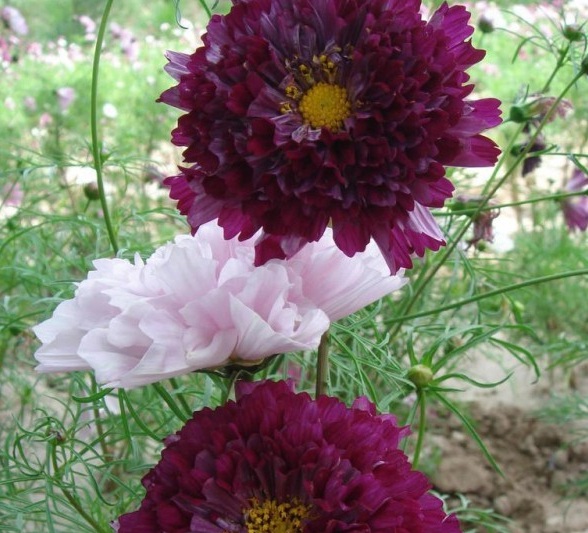 1629620024181514.jpg 8X$_XQ0M1`GZ[ZN3TGHN`TK.jpg