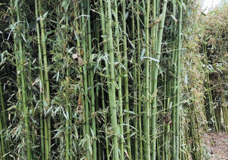 1629622474646711.jpg 早園竹000000000000000000000000000.jpg