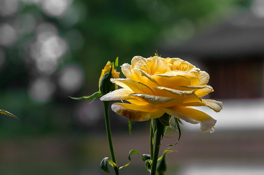 1629632723624506.jpg 1629632723624506.jpg