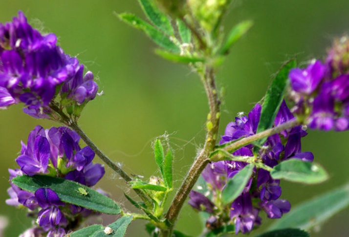 1629641790640663.jpg 紫花22222222222222222222.jpg