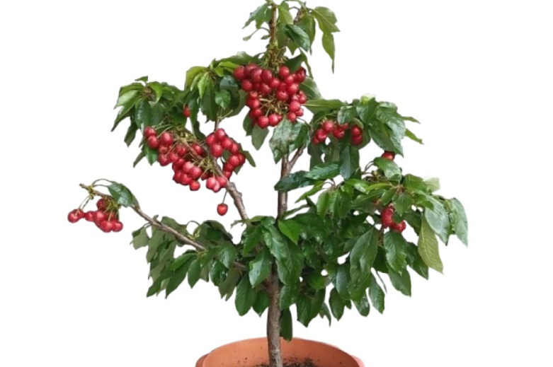 1629644807936870.jpg 盆栽櫻桃22222222222222.jpg