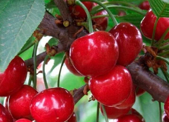 1629644889232695.jpg 盆栽櫻桃333333333333.jpg