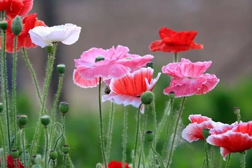 1629646499955174.jpg 虞美人2.jpg