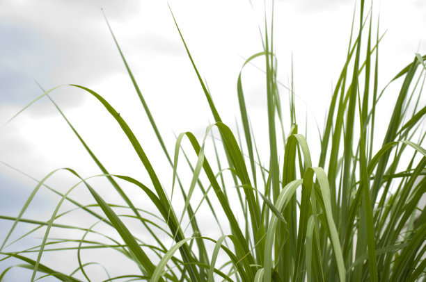 1629691318277381.jpg 1629691318277381.jpg