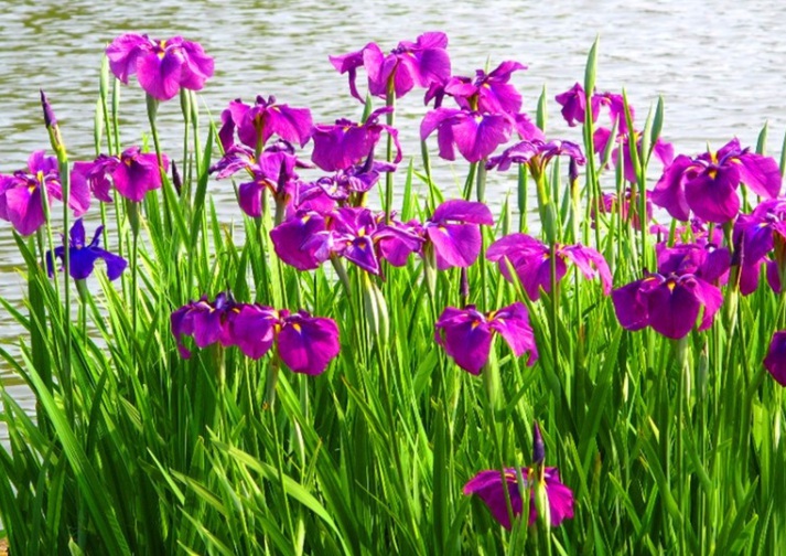 1629729930620014.jpg 菖蒲花11111111111111.jpg