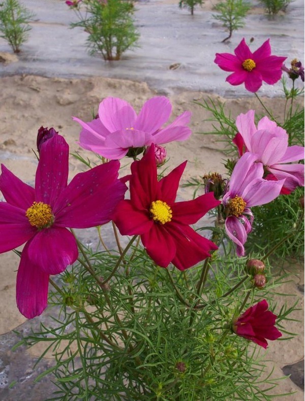 1629797314415044.jpg image.jpg