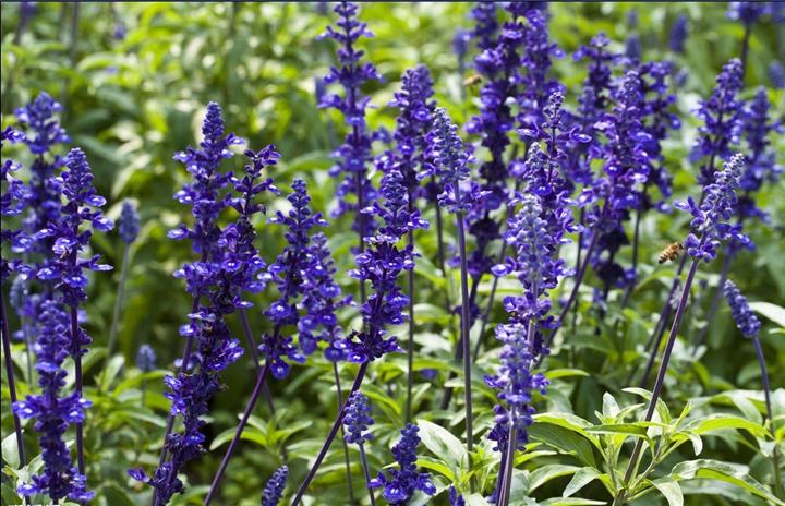 1629813104313691.jpg 1629813104313691.jpg