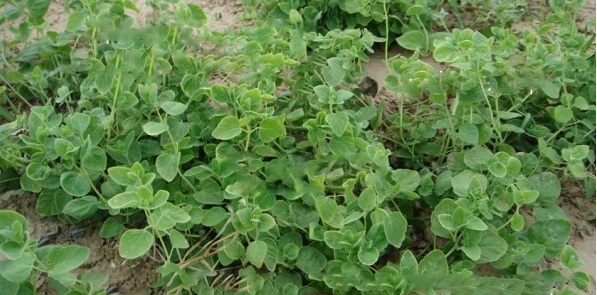 1629813920147319.jpg image.jpg