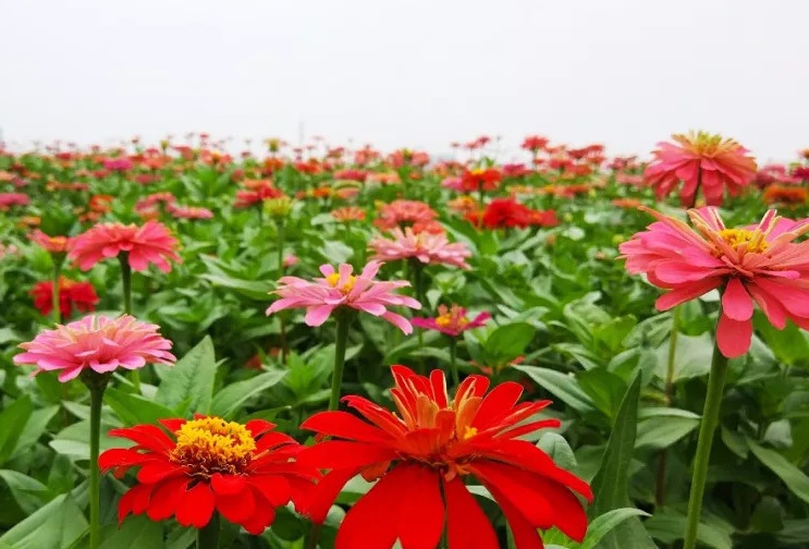 1629814349734706.jpg 百日草55555555555555555555555.jpg