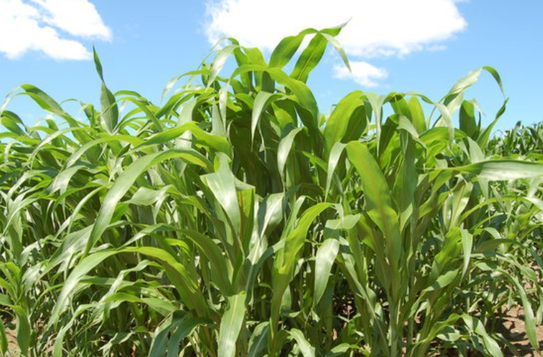 1629815638215351.jpg 甜高粱11111111111111111111.jpg