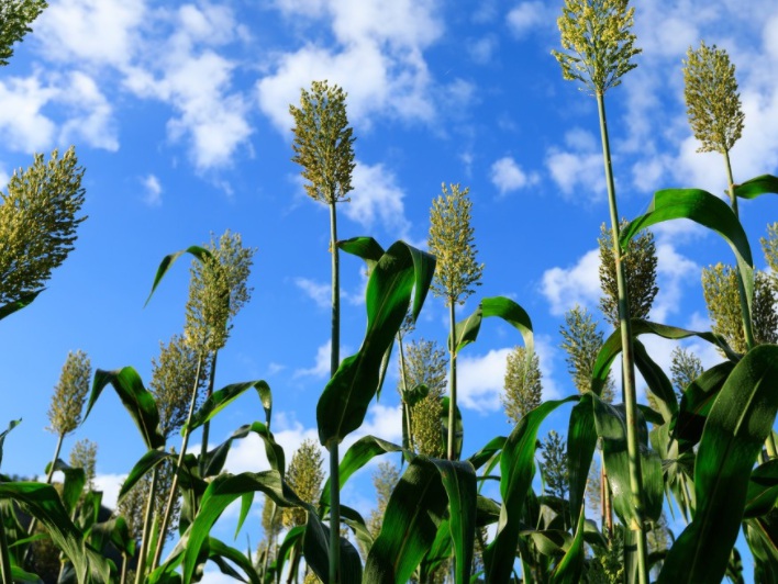 1629815687960091.jpg 甜高粱2222222222222222222222.jpg