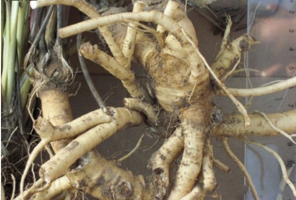 1629817711954784.jpg image.jpg