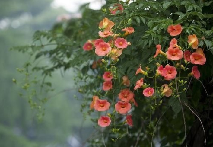 1629867384589565.jpg 凌霄花99999.jpg