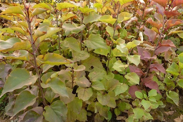 1629873000891392.jpg _[R7UYRC6W2G_DPS~A`}915.jpg