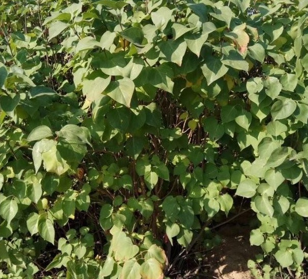 1629873022608778.jpg NCMJR%_OIIV_}1Z`H_T_NI1.jpg