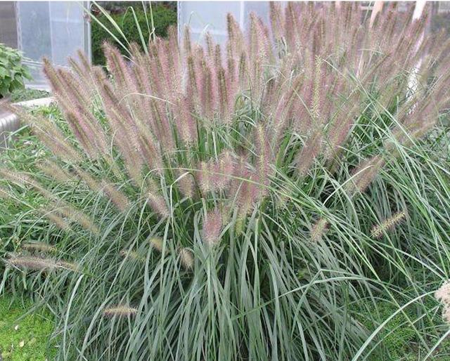 狼尾草的主要危害和防治辦法