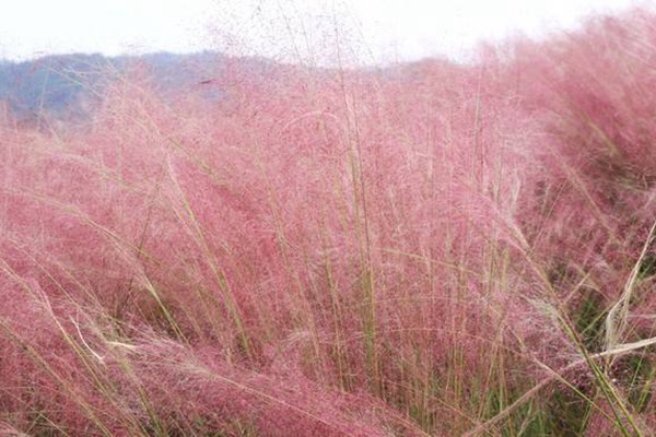粉黛亂子草