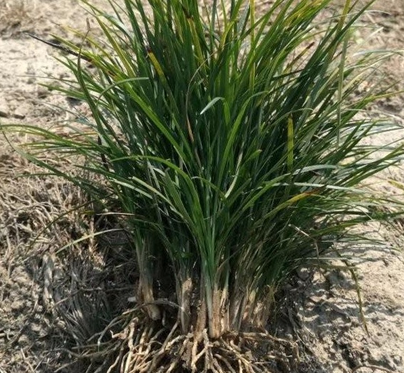 1629874086809768.jpg DX140W6M[~I`5QY5XG}DQ%6.jpg